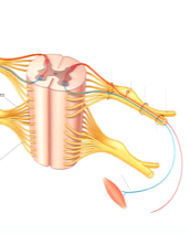 Posterior Rami Blocks & RFTC